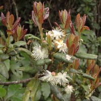 Symplocos elegans Thwaites